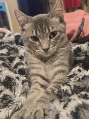 A gray tabby cat with striking green eyes is lying on a fluffy black and white blanket. The cat's fur has distinct stripes, and it appears to be looking directly at the camera with a calm expression. In the background, there is a pink object, possibly a piece of clothing or a toy.