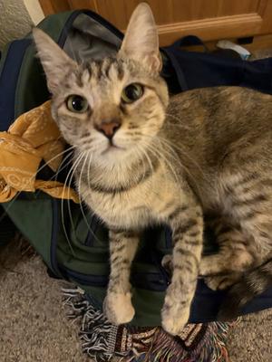 Claire, kitten, available for adoption