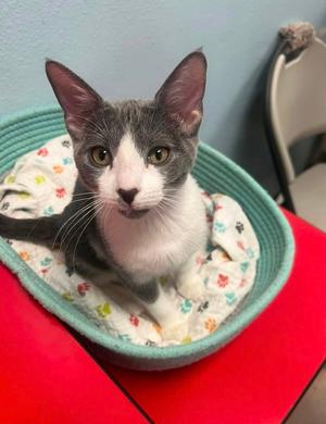 Evelyn, kitten, available for adoption