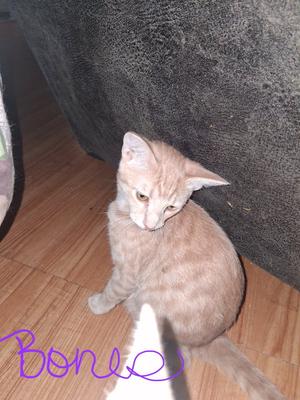 Bones, kitten, available for adoption