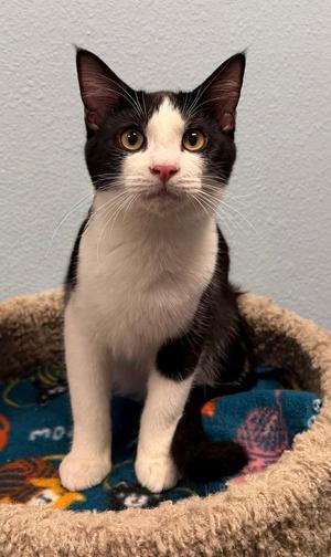 Figaro, kitten, available for adoption