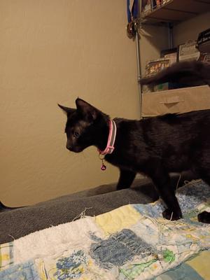 Circe, kitten, available for adoption
