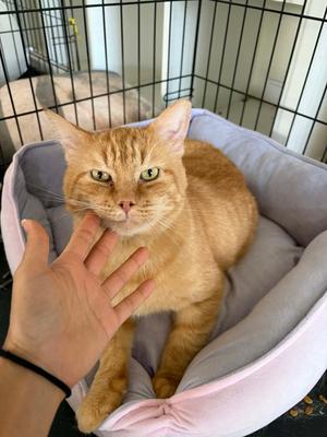 Bingo (FIV+), adult, available for adoption