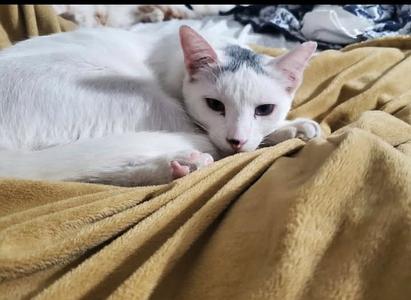 Bowie, adult, available for adoption