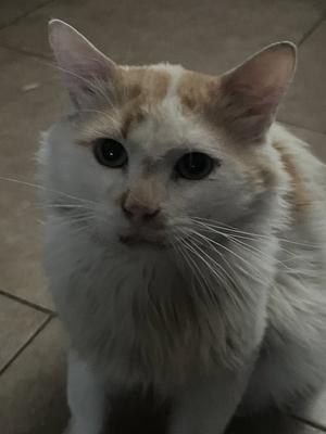 A fluffy white and orange cat with large, expressive eyes, sitting on a tiled floor.