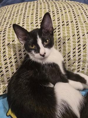 Bowie, kitten, available for adoption