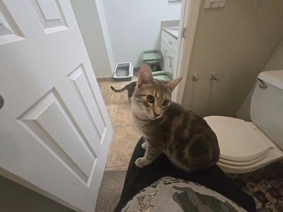 Bonny, young, available for adoption