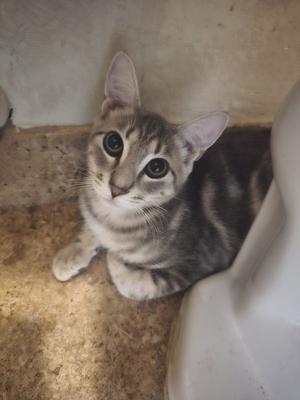Bonny, young, available for adoption