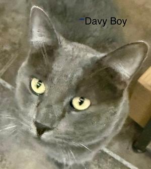 Davey Boy (FIV+), adult, available for adoption
