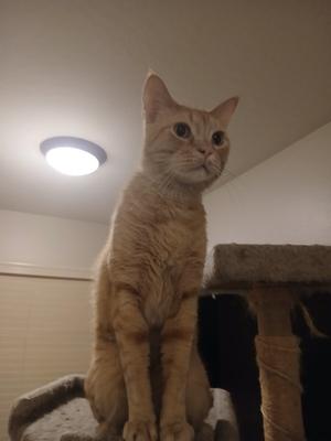 Cheetoh, young, available for adoption