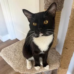 Archibald, adult, available for adoption