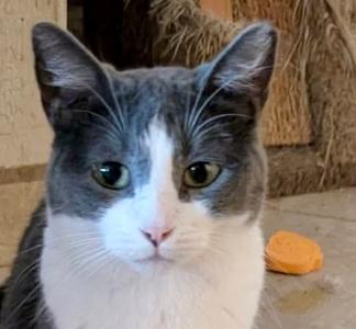 Dory, young, available for adoption