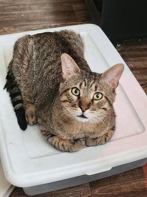 Biscuit (FIV+), adult, available for adoption