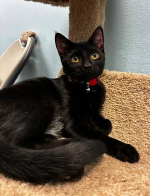 Asteria, kitten, available for adoption