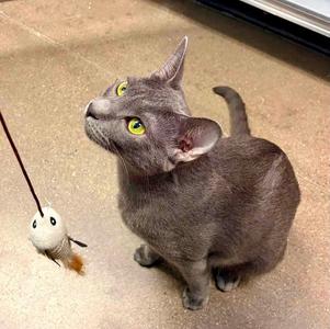 Ash, kitten, available for adoption