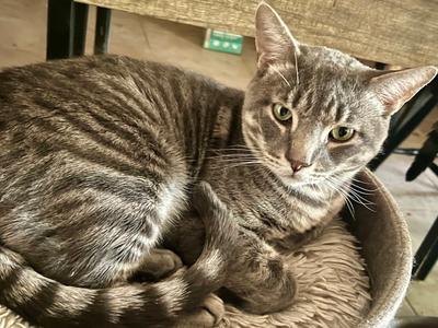 Dexter (FIV+), young, available for adoption