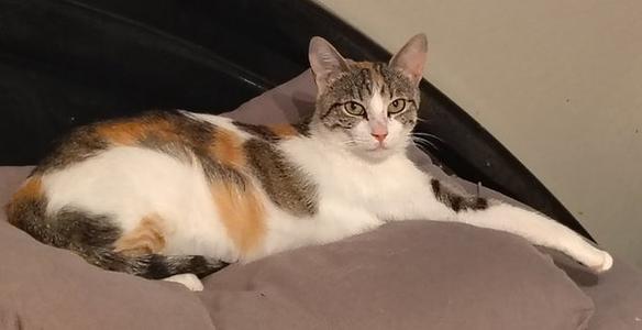 Callie, adult, available for adoption