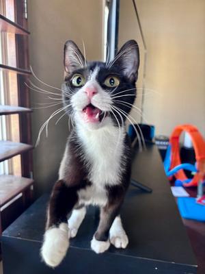 Cosmo, kitten, available for adoption