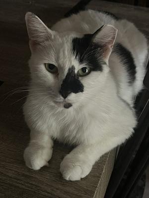Cruella (bonded with Santos), adult, available for adoption