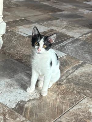 A black and white kitten with yellow eyes sitting on a tiled floor.