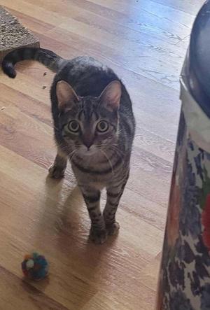 A tabby cat standing on a wooden floor, looking directly at the camera with wide eyes. A colorful toy is on the floor nearby.