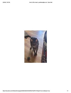 Coyote, young, available for adoption