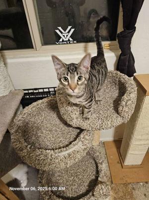 Bear Bear, young, available for adoption