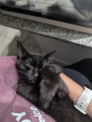Deb, kitten, available for adoption