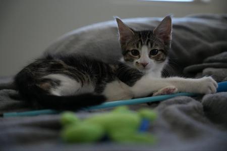 Elliot, kitten, available for adoption