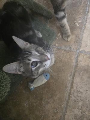 A gray tabby cat with white markings on its face and chest is lying on a tiled floor. The cat is looking up at the camera with its eyes wide open. Its front paws are visible, and it appears to be holding a small blue and white toy in its mouth. The background includes a green textured rug and a light brown tiled floor.