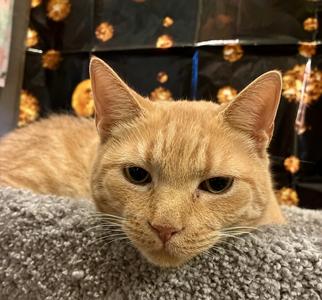 Butters (fiv), senior, available for adoption