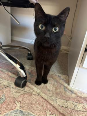 Feyre, adult, available for adoption
