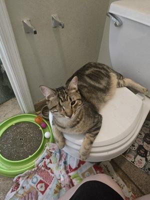 A tabby cat sitting on a toilet seat in a bathroom.