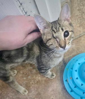 Foxy, young, available for adoption