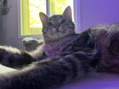 Burrata, adult, available for adoption