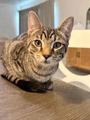 Allie, kitten, available for adoption