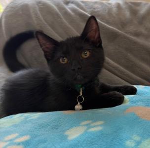 Cass, kitten, available for adoption