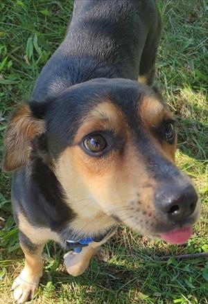 A black and tan dog with floppy ears and a blue collar is looking up at the camera with its tongue out, standing on grass.