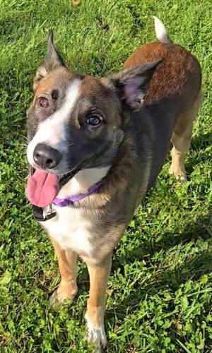 LENNY, Shepherd, young, available for adoption