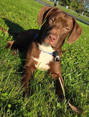 WINSTON, Labrador Retriever, puppy, available for adoption