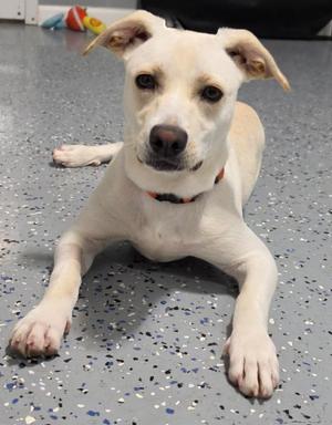 A white dog with brown eyes and a black nose lying on a speckled floor.