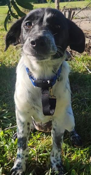 Melza, Labrador Retriever / Australian Cattle Dog / Blue Heeler, puppy, available for adoption