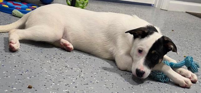 A white and black puppy lying on a speckled floor with a blue rope toy.