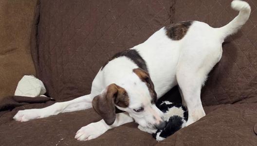 Newt, Hound, puppy, available for adoption