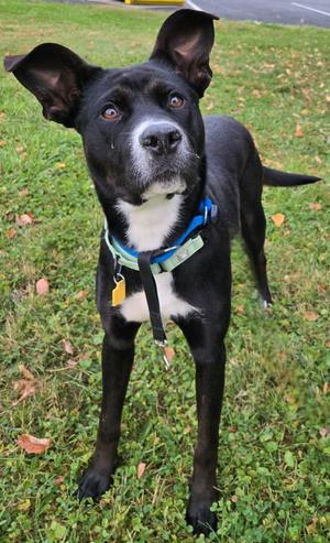 Nova, Labrador Retriever, puppy, available for adoption