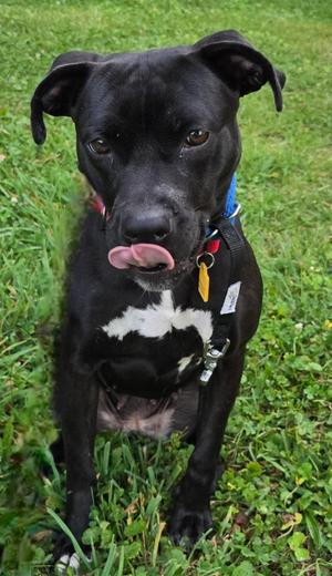 Breva, Labrador Retriever / Terrier, young, available for adoption