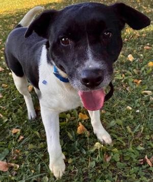 COYOTE, Retriever / Beagle, adult, available for adoption