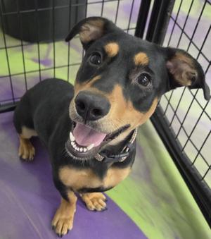 Aurora, Basset Hound / Dachshund, young, available for adoption