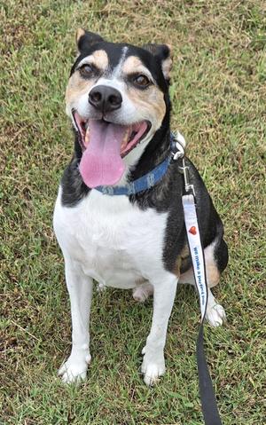 Bear, Beagle / Jack Russell Terrier, adult, available for adoption