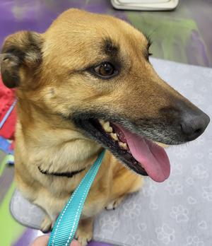 Sasha, Shepherd, adult, available for adoption